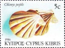 Cat's Paw Scallop (Chlamys pesfelis)