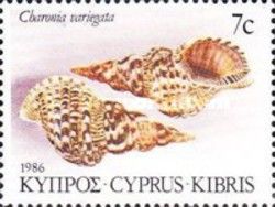 Atlantic Triton (Charonia variegata)