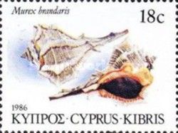 Purple Dye Murex (Murex brandaris)