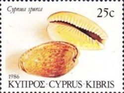 Atlantic Yellow Cowry (Cypraea spurca)