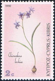Chionodoxa lochiae - Loch's glory-of-the-snow