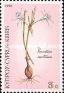 Pancratium maritimum - Sea Daffodil