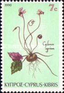 Cyclamen cyprium - Cyprus Cyclamen