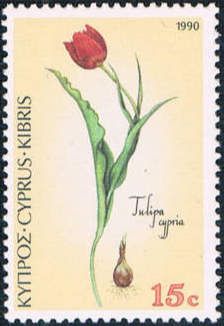 Tulipa cypria - Cyprus (black) Tulip