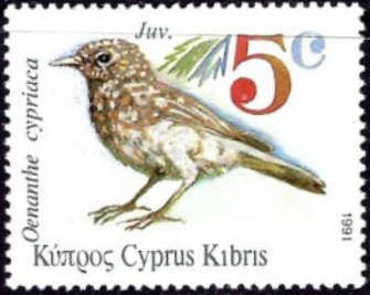 Cyprus Wheatear (Oenanthe cypriaca)
