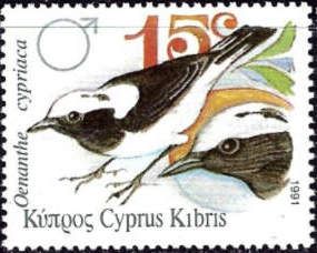 Cyprus Wheatear (Oenanthe cypriaca)