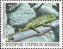 Mediterranean Chameleon (Chamaeleo chamaeleon)