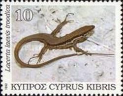 Lebanon Lizard (Lacerta laevis troodica)