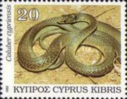 Cyprus Whip Snake (Coluber cypriensis)