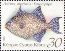 Grey Triggerfish (Balistes capriscus)