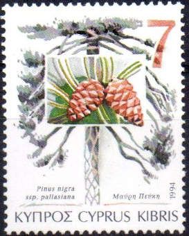 Pinus nigra (Black Pine)