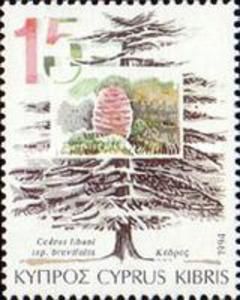 Cedrus libani (Cyprus Cedar)