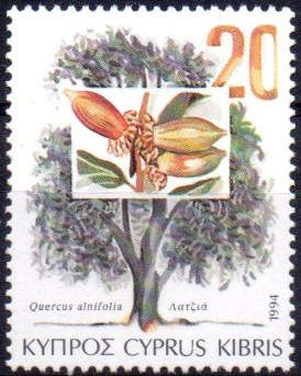 Quercus alnifolia (Golden Oak)