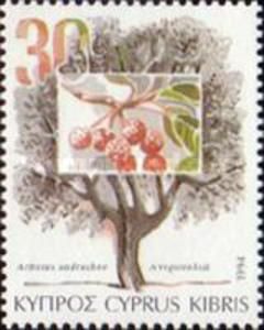 Arbutus andrachne (Berry tree)