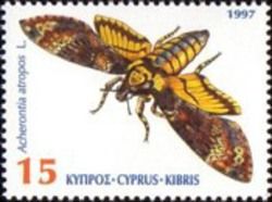 African death's-head hawkmoth (Acherontia atropos)