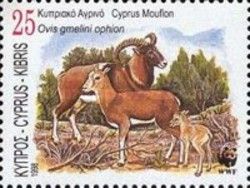 Cyprus Mouflon (Ovis gmelini ophion)