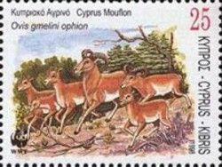 Cyprus Mouflon (Ovis gmelini ophion)