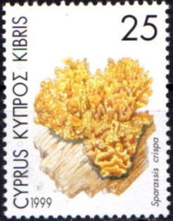 Sparassis crispa (Cauliflower Fungus)