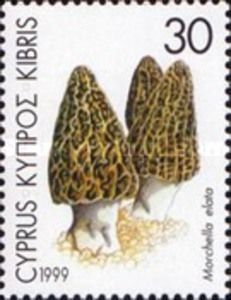 Morchella elata (Morel Mushroom)