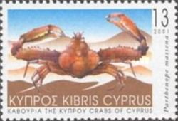 Crab (Parthenope massena)