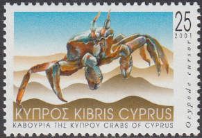 Tufted Ghost Crab (Ocypode cursor)