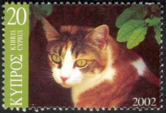 Domestic Cat (Felis silvestris catus)