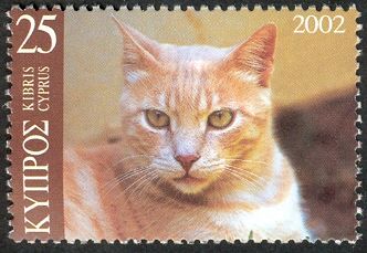 Domestic Cat (Felis silvestris catus)