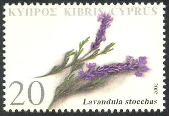 Lavandula stoechas (french lavender)