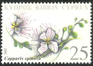 Capparis spinosa (caper bush)