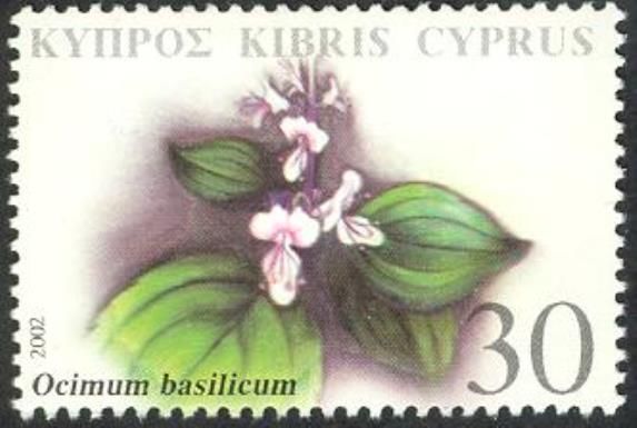 Ocimum basilicum (sweet basil)