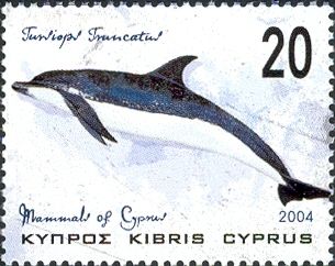 Common Bottlenose Dolphin (Tursiops truncatus)