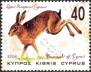 European Hare (Lepus europaeus ssp. cyprius)