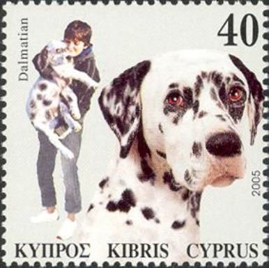 Dalmatian (Canis lupus familiaris)