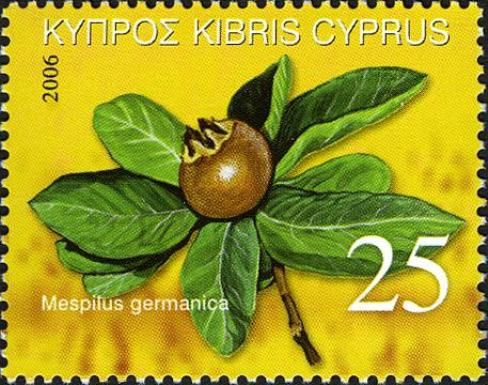 Mespilus germanica (common medlar tree fruit)