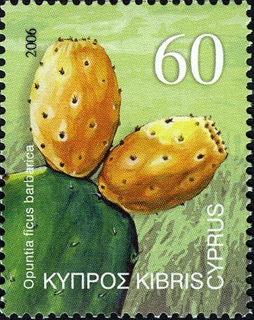 Opuntia ficus barbarica ("Barbary fig cactus"-prickly pear)