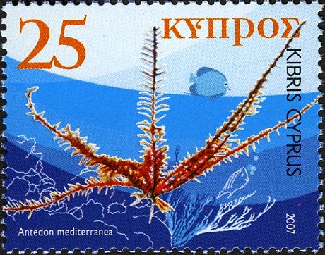 Mediterranean Feather Star (Antedon mediterranea)