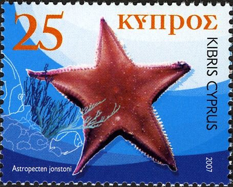 Starfish (Astropecten jonstoni)