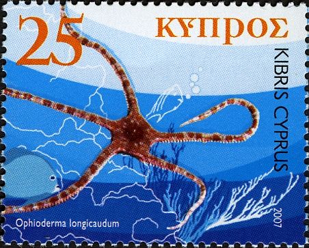Smooth Brittle Star (Ophioderma longicaudum)