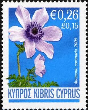 Anemone coronaria (Spanish marigold)