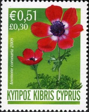 Anemone coronaria (Spanish marigold)