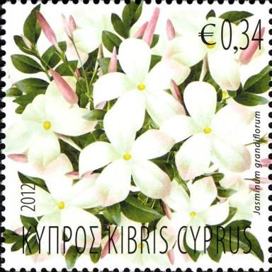 Jasmin (jasminum grandiflorum)