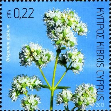 Oregano (Origanum dubium)