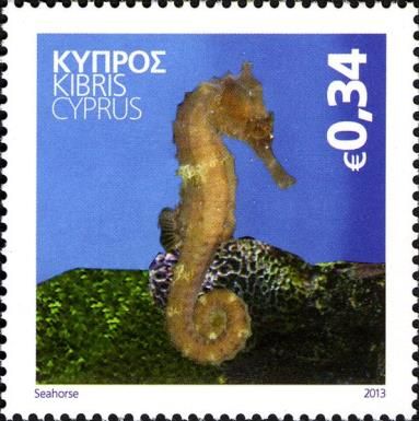 Seahorse (Hippocampus sp.)