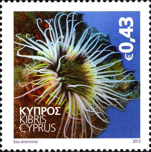 Sea Anemone (Actiniaria sp.)