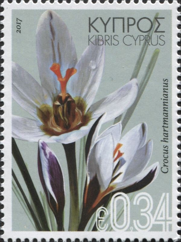 Crocus hartmannianus