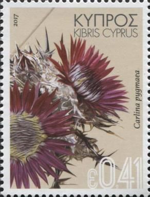 Carlina pygmaea