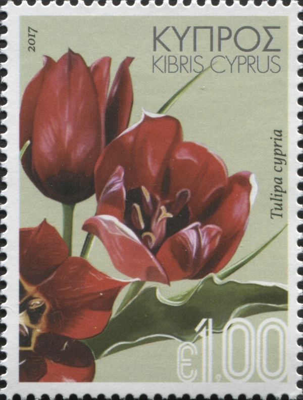 Tulipa cypria