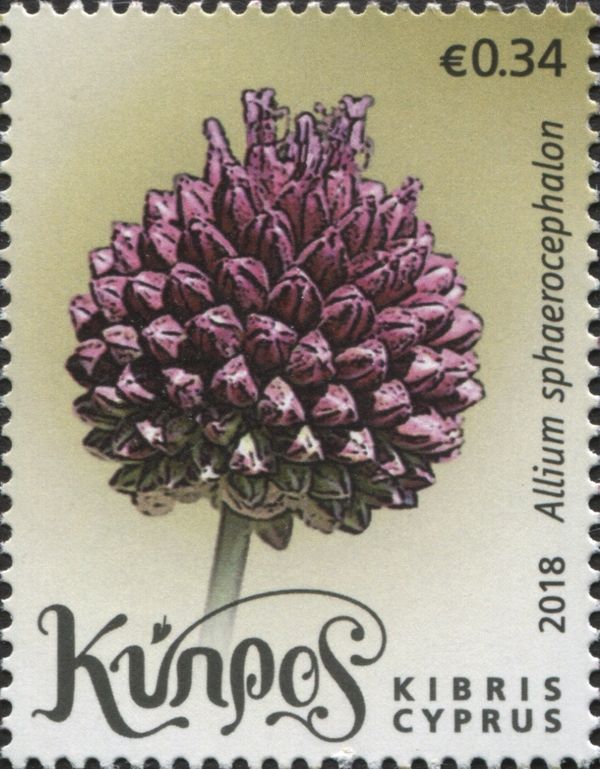 Allium sphaerocephalon