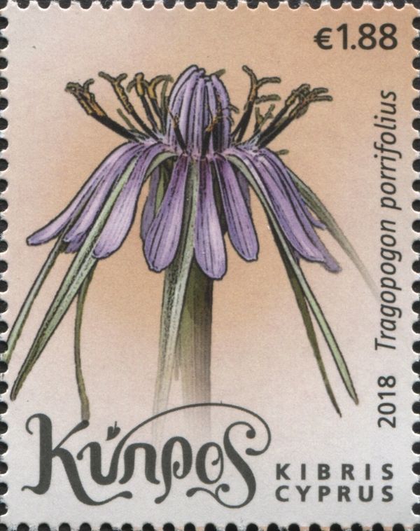 Tragopogon porrifolius