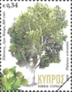 Agia Mavri Oriental Plane, 800 years old